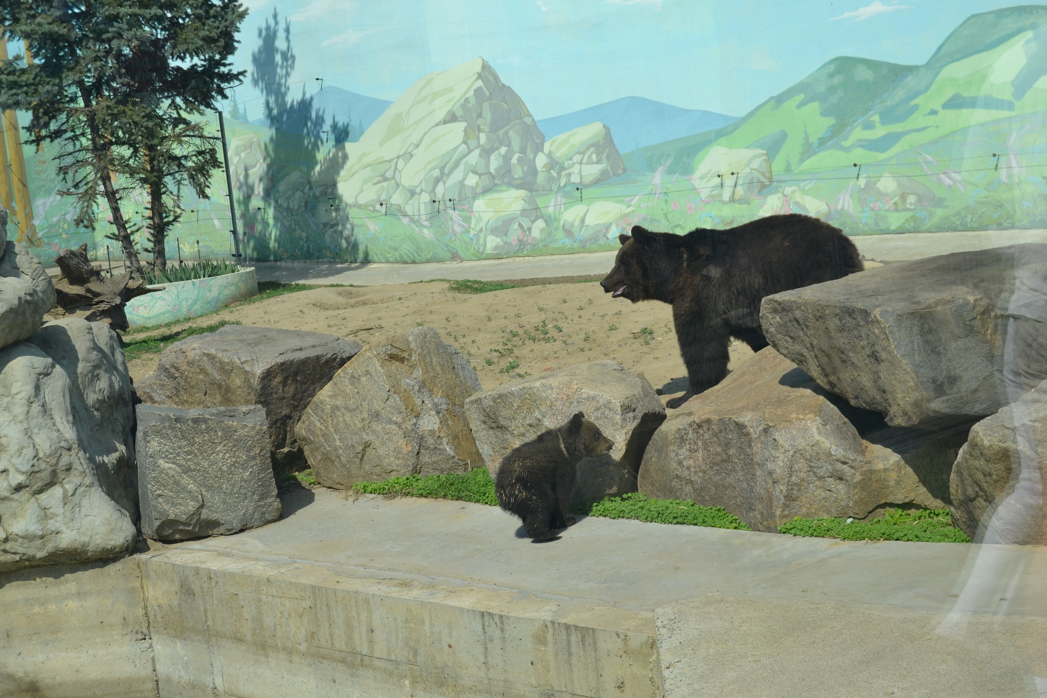 У Вінниці в зоопарку ведмежата влаштували веселі розваги