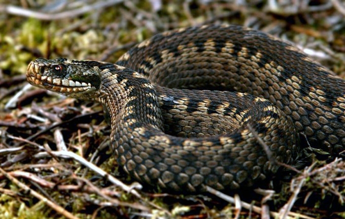 Через укус змії 29-річний мешканець Львівщини потрапив до лікарні