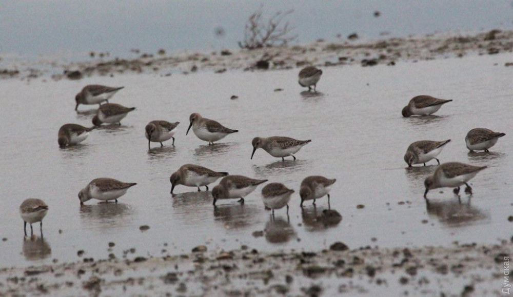Редкое явление: некоторые теплолюбивые птицы остaлись зимовaть в Одесской облaсти  