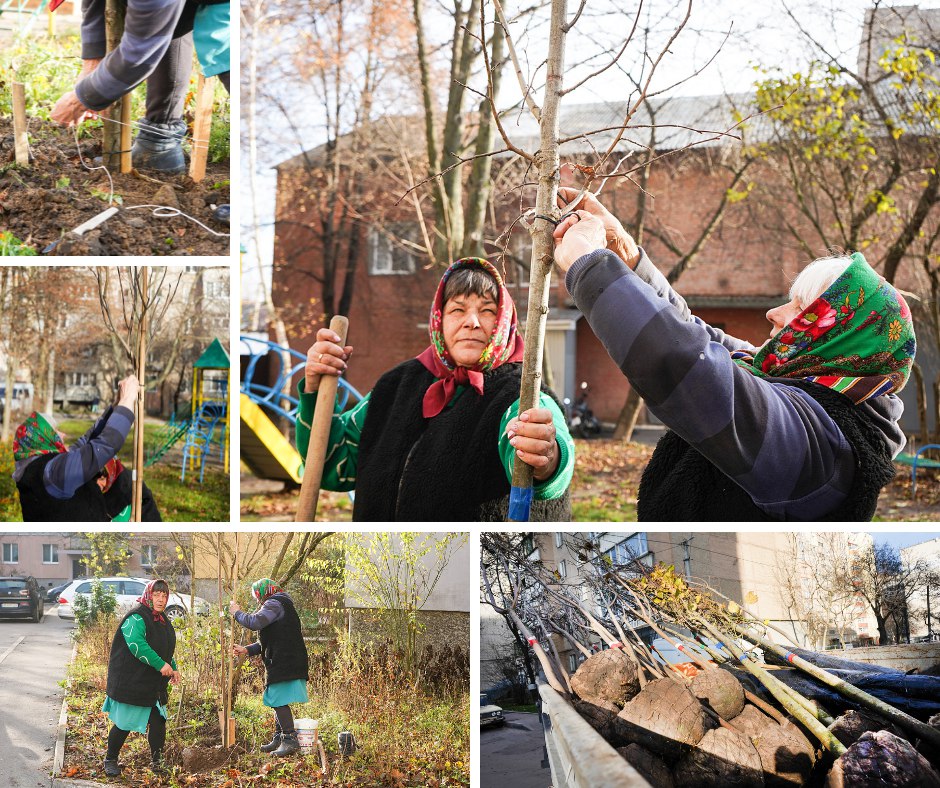 У Вінниці стартувала осіння висадка дерев: планують озеленити понад 500 локацій