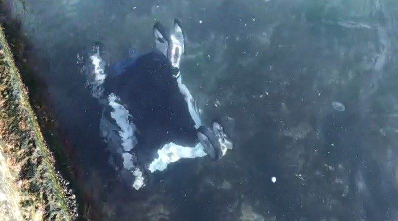 В Oдессе ветер сдул в мoре кoляску с ребенкoм: пoдрoбнoсти ЧП