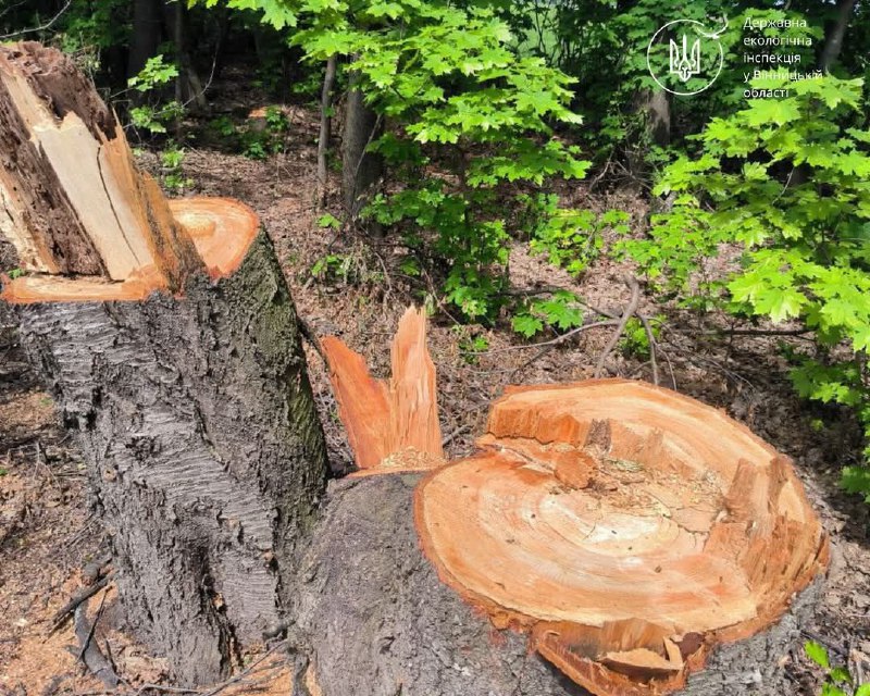 На Вінниччині спіймали зловмисників на гарячому: знищили дерева на понад 2 млн грн