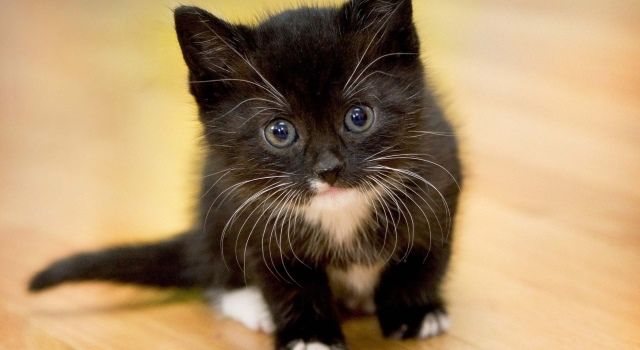 Одесит спіймав малолітніх живодерів