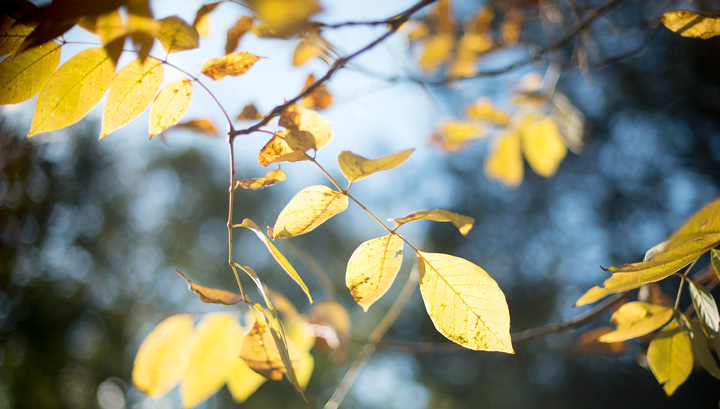 Синоптики спрогнозували погоду на Стрітення