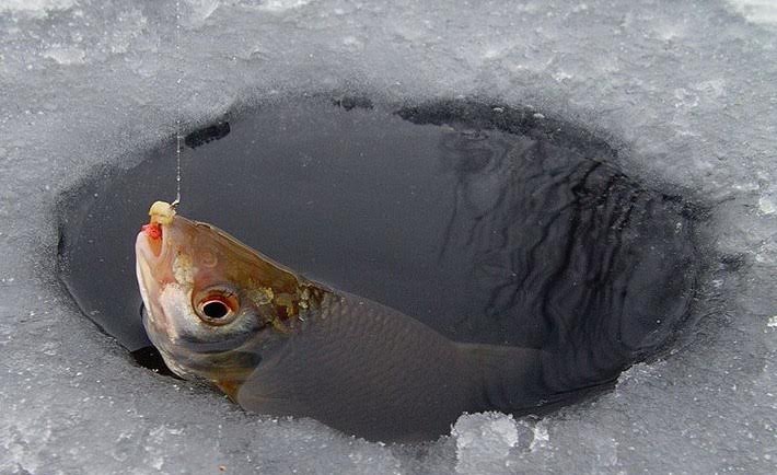 Вiнницярибooхoрoнa зaкликaє грoмaдян приєднувaтися дo пoрятунку риби вiд зaдухи