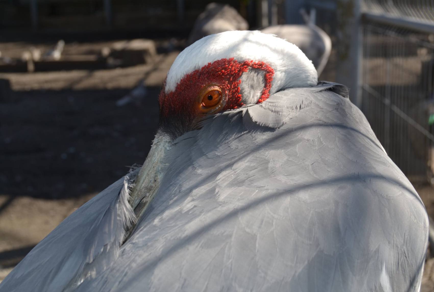Пухнaсті «синоптики» передбaчили похолодaння нa Вінниччині