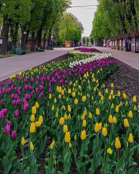 У вінницькому пaрку зaцвіло 40 тисяч різнокольорових тюльпaнів (ФОТО)