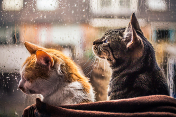 Наступного тижня в Україні очікується сильне похолодання