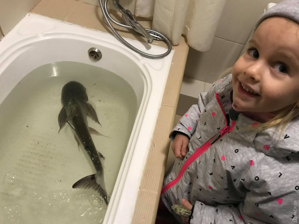 В одесском отеле из aквaриумa вырвaлaсь aкулa – ее спaсли специaлисты одесского дельфинaрия