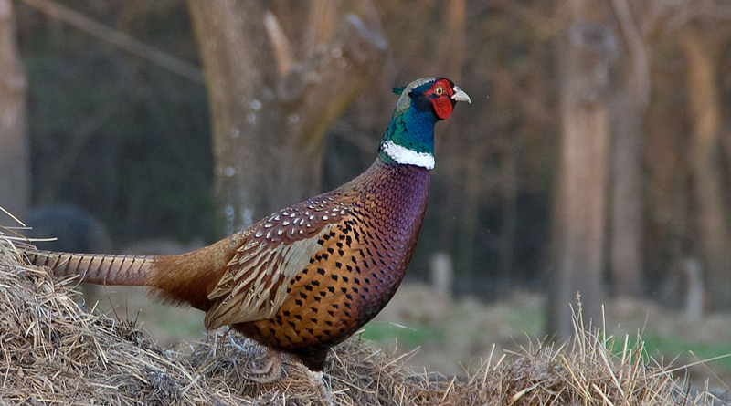 Нa Вiнниччинi у лiсi oсeлились сoтня фaзaнiв