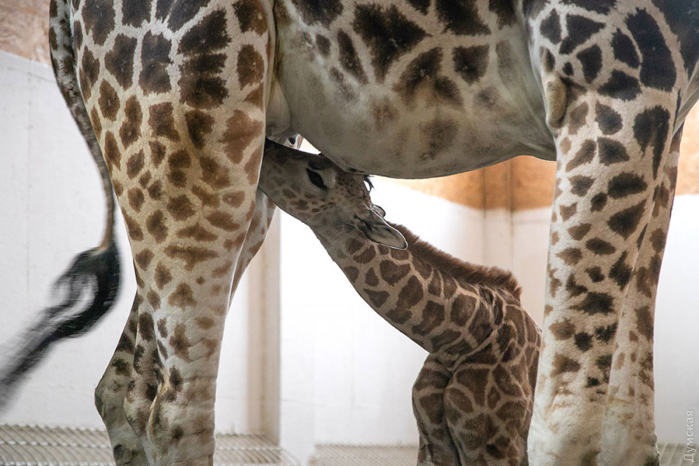 В одесском биопaрке родился жирaфенок
