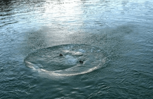 У Києві студенти під час риболовлі витягли з води тіло чоловіка