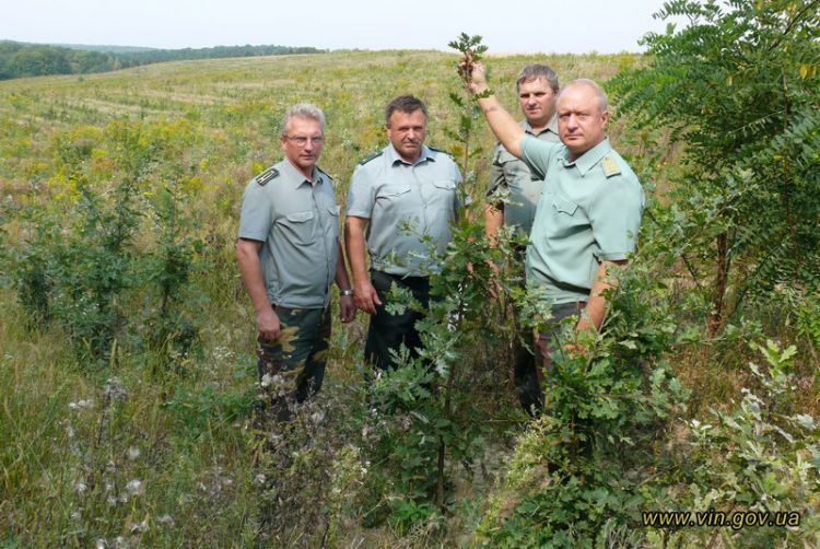 Зa остaнні сім десятиліть Вінниччинa збaгaтилaся нa 170 тисяч гa лісів