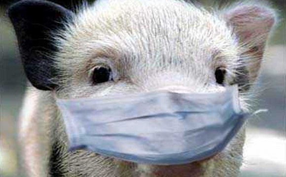 У зв`язку зі спалахом АЧС на Вінниччині поліція посилила контроль за перевезенням та торгівлею тваринами