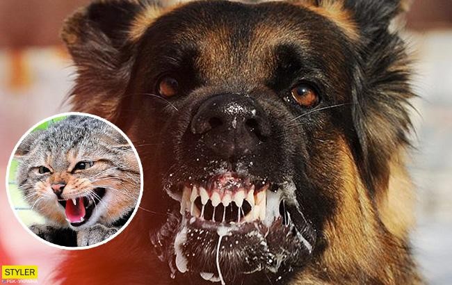 У Вінниці посилять заходи з протидії сказу