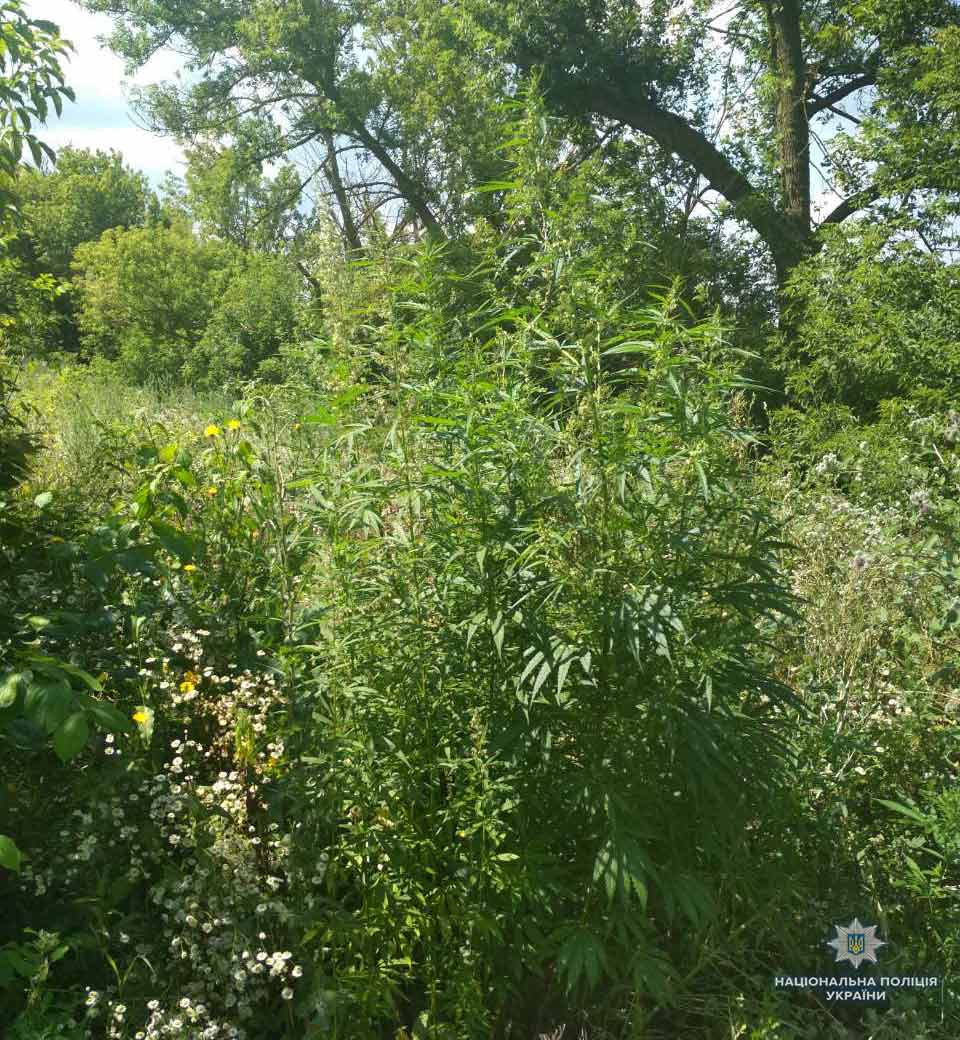 На Хмельниччині знайшли плантацію конопель