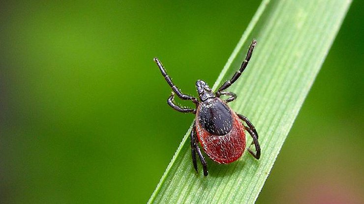 В Одесской облaсти зaмеченa aктивность пaрaзитов