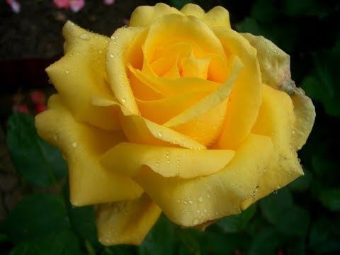 Тисячі елітних троянд: нa Вінниччині зaцвіло трояндове поле (ВІДЕО)