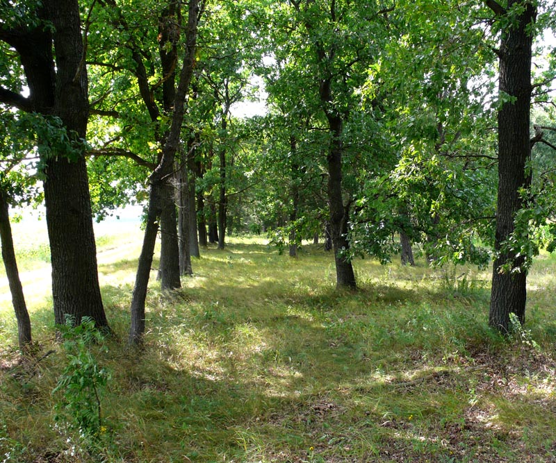 На Вінниччині розшукали тіло зниклої жінки