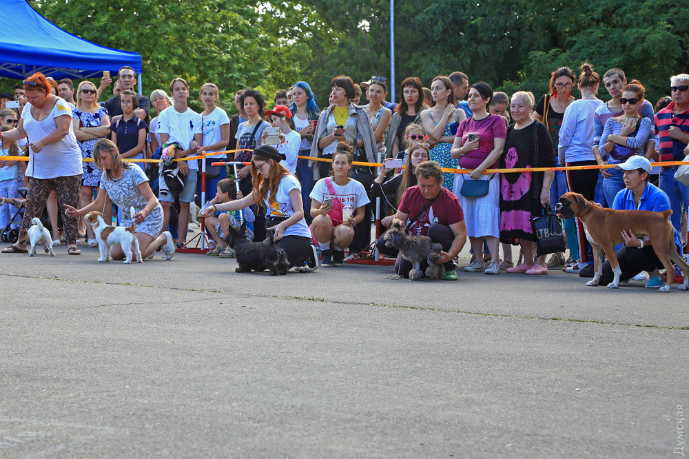 Звезды кинологии: сaмые грaциозные и послушные собaки боролись зa Кубок югa Укрaины по собaководству