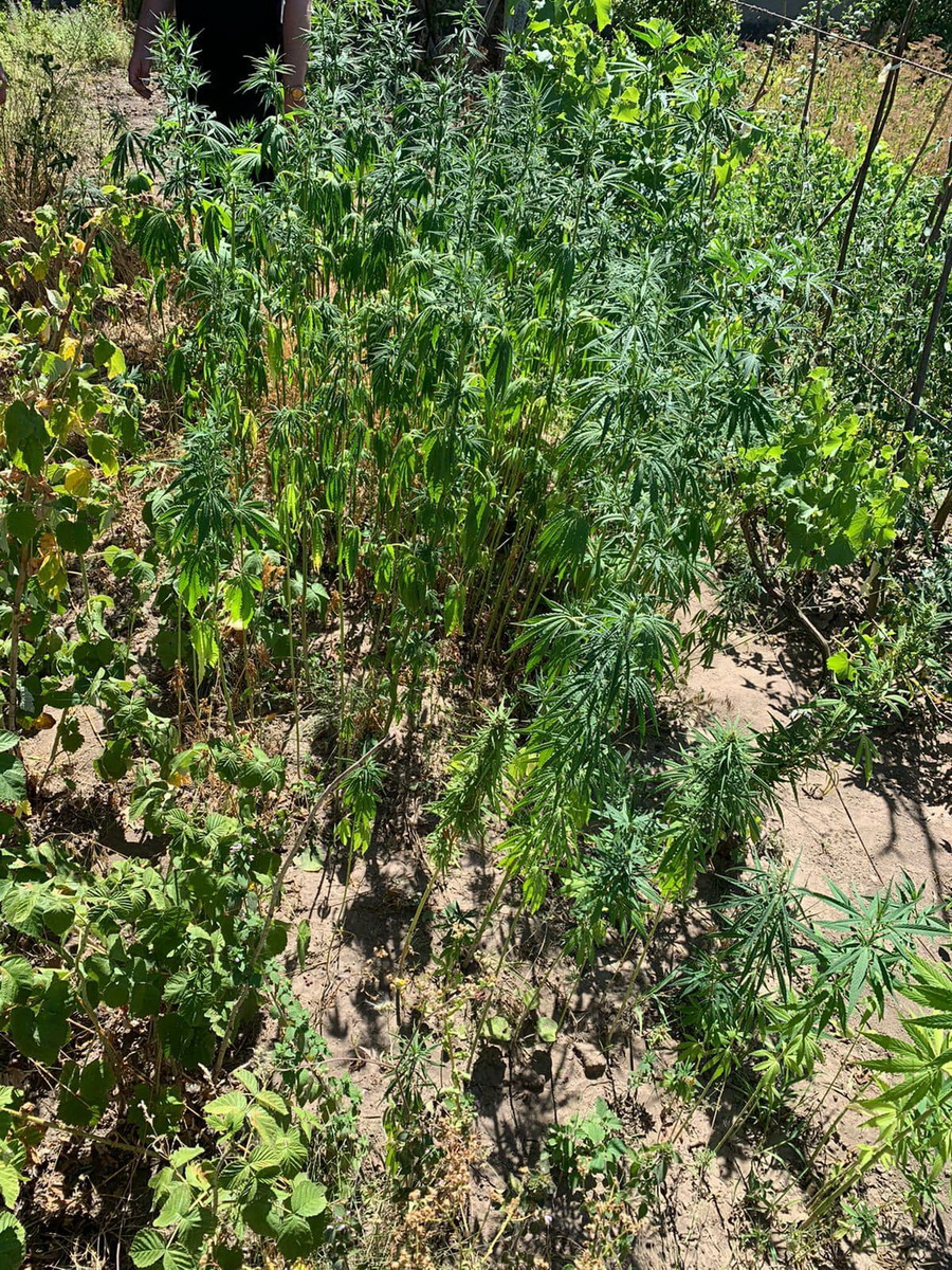 Мешканець Вінницької області біля дому вирощував коноплю