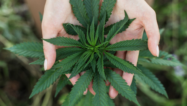 Ляшко виступив за легалізацію канабісу в Україні