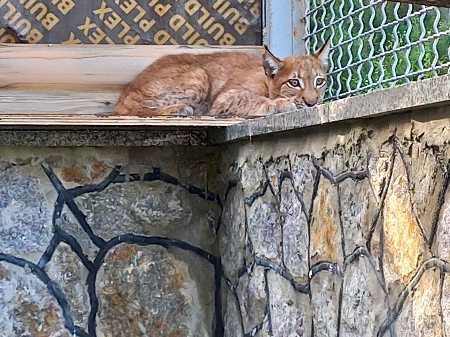 У зоопарку Вінниці поселилася рись яку перевезли з Миколаєва