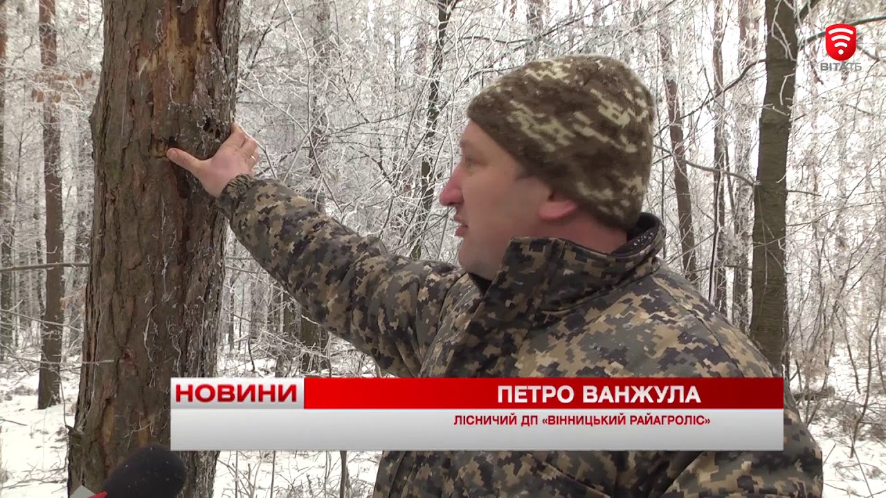 Чому хворіють дерева