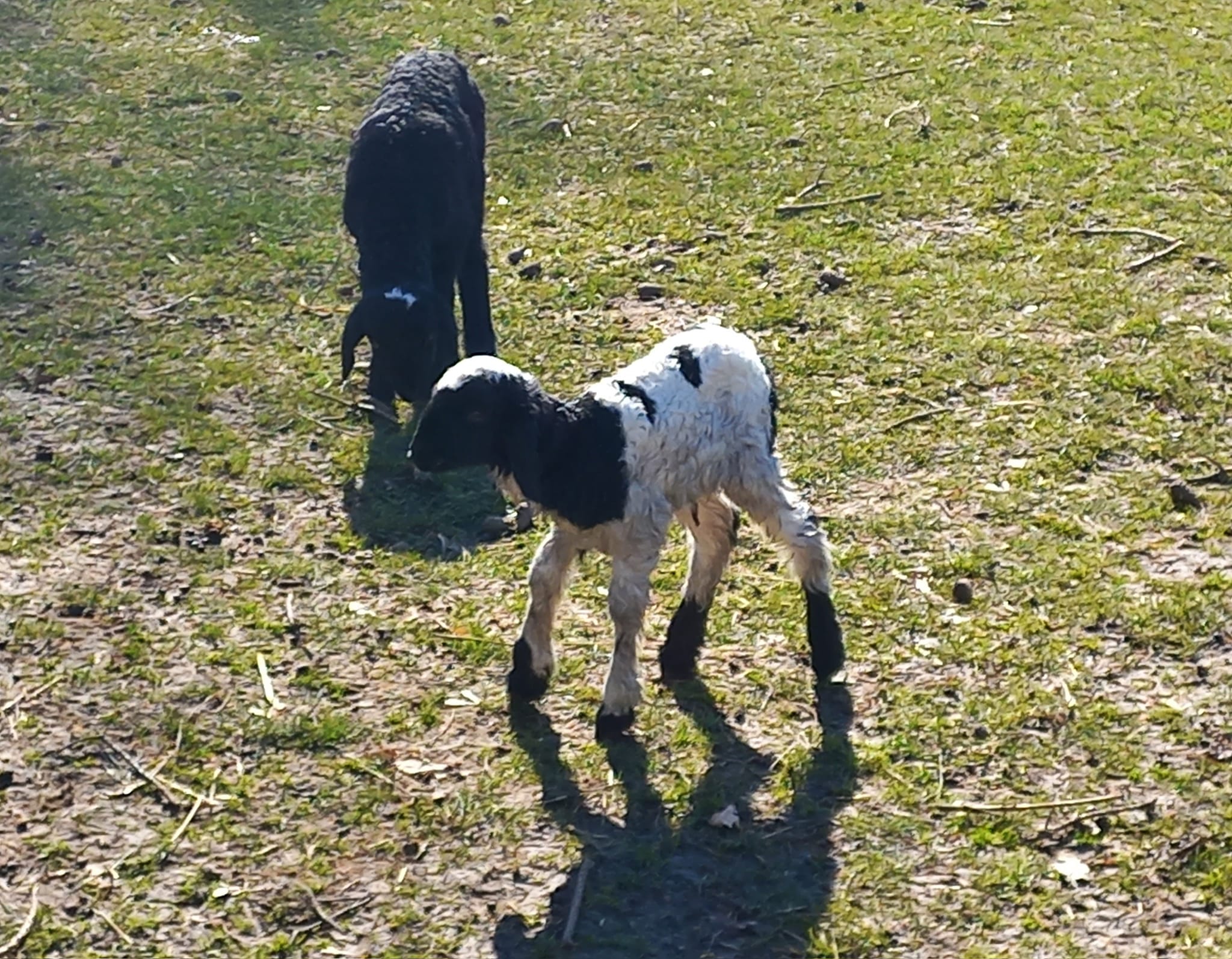 У вінницькому зоопарку - народились ягнята і козенята 