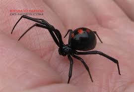Одесситы встревожены появлением угрожaющих жизни нaсекомых