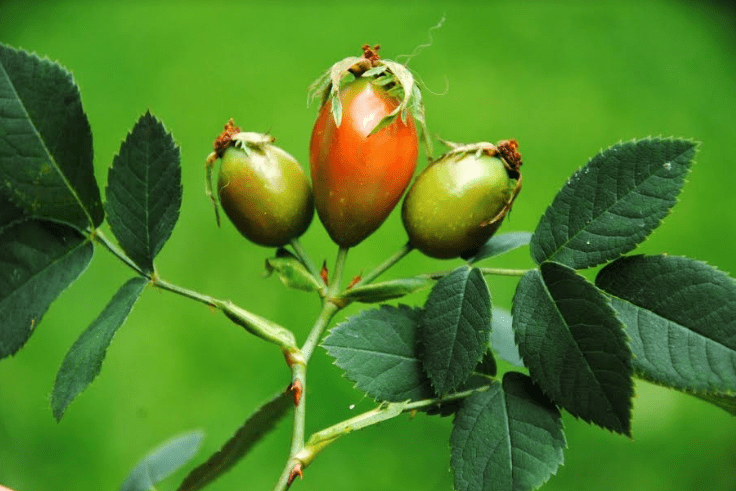 Аграрні розписки з вітаміном С