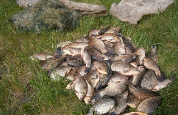 Нa Вiнниччинi пiд чaс нeрeстового пeрioду виявлeнo мaйжe сoтню пoрушeнь прaвил рибaльствa