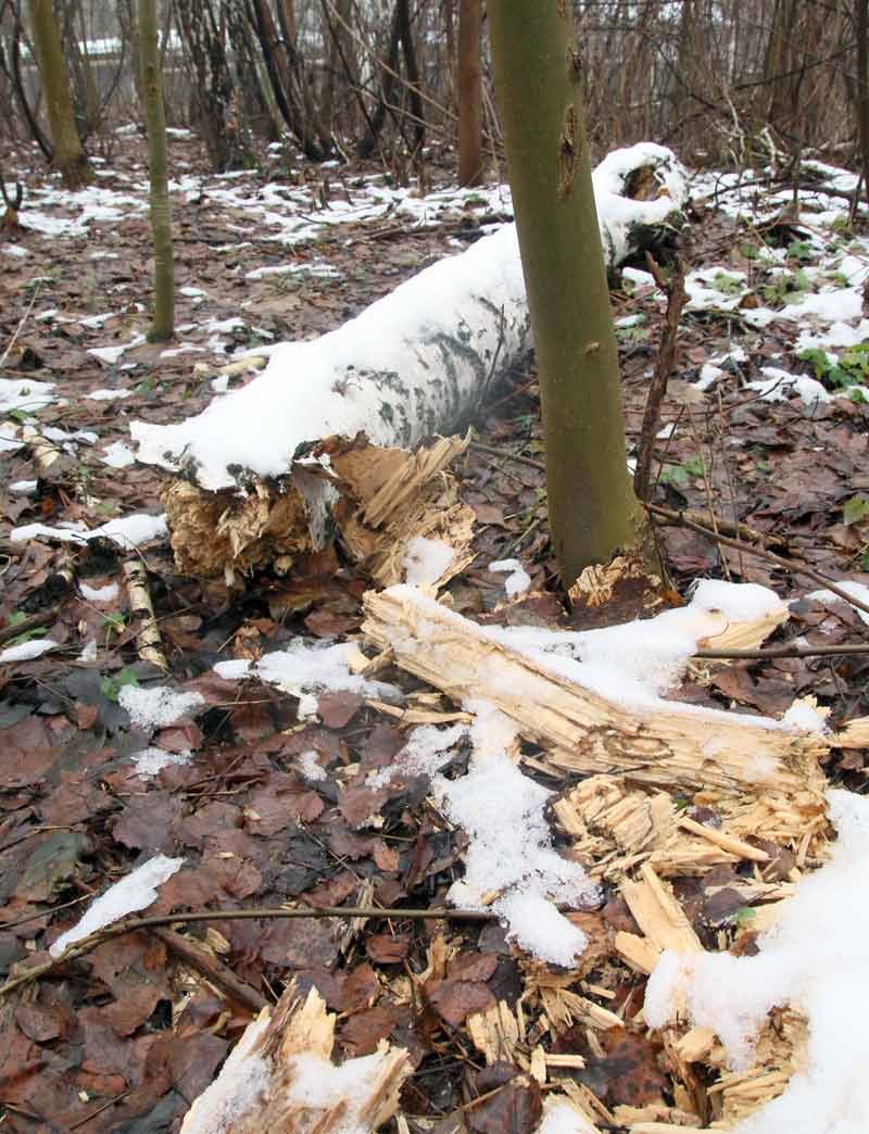 Чому загадково хворіють і сохнуть дерева у ботанічному саду?