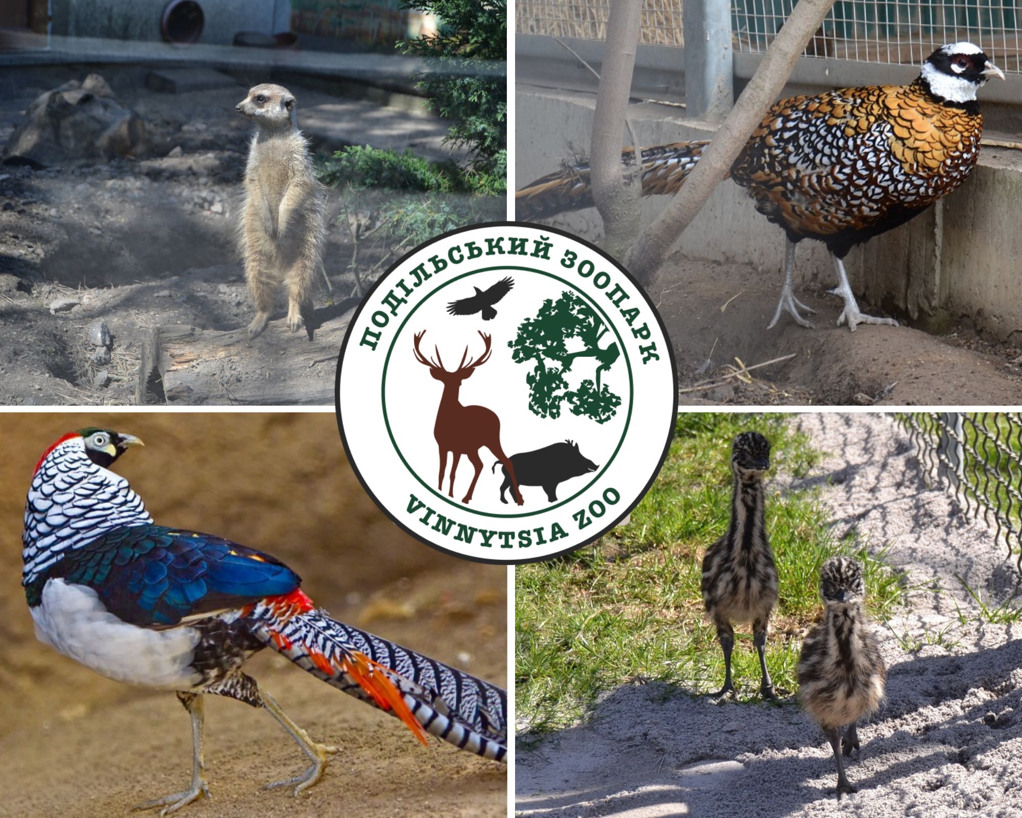 У Подільському зоопарку з’явилися нові мешканці: поповнення серед тварин і птахів