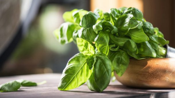 7 натуральних засобів проти укусів комарів