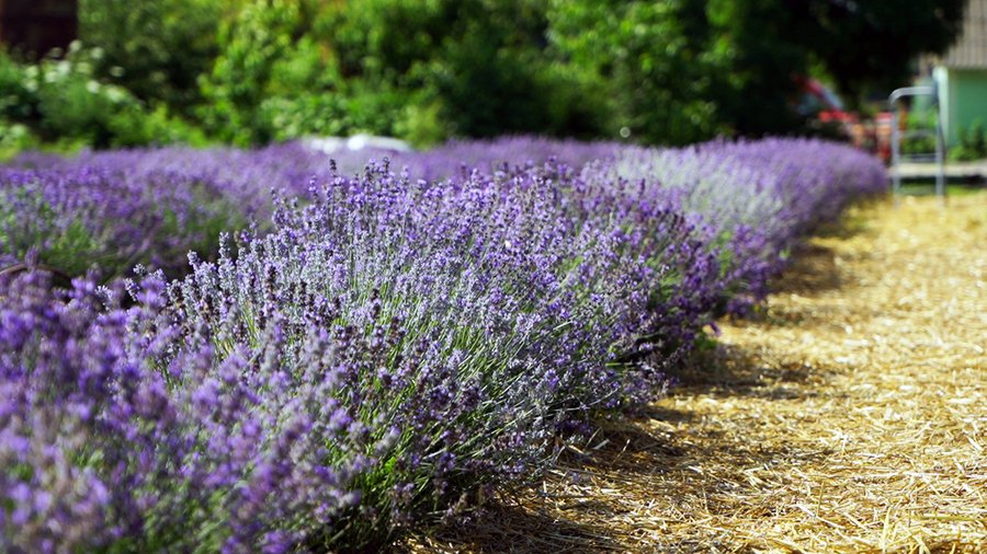  У Козятині провели пленер художників у лавандовому полі