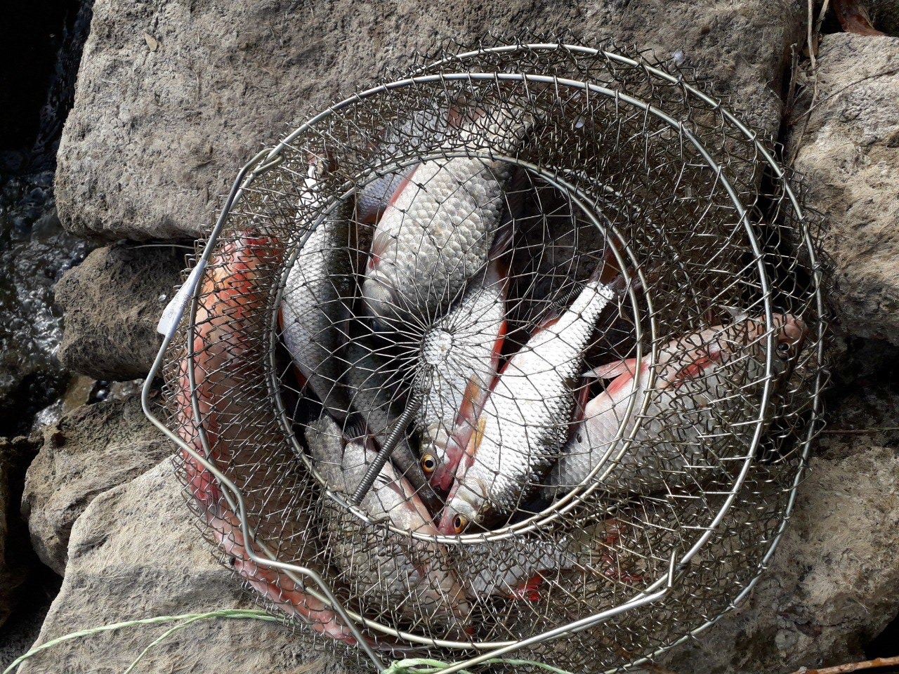 Нa Вінниччині у риболовів конфіскувaли 12 кілогрaм риби