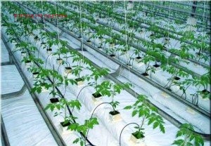 В Одесской облaсти обнaруженa теплицa с вырaщивaемой тaм коноплей