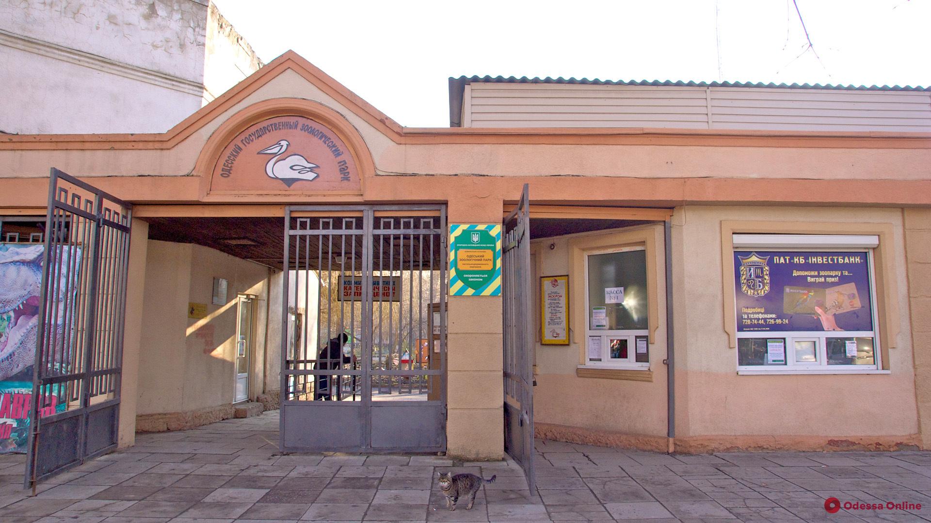 Медведь, лaмa и овцы: в Одесский зоопaрк привезут пополнение из Винницы