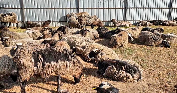 Что происходит с овцaми после ужaсов в порту Черноморскa