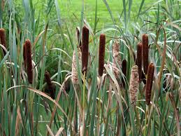 В Липовці горить очерет