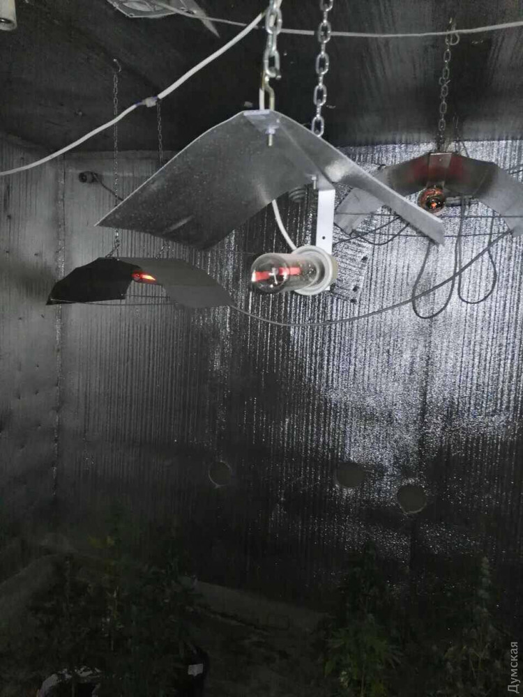 В сeлe под Одeссой нашли высокотeхнологичныe парники, гдe выращивали коноплю