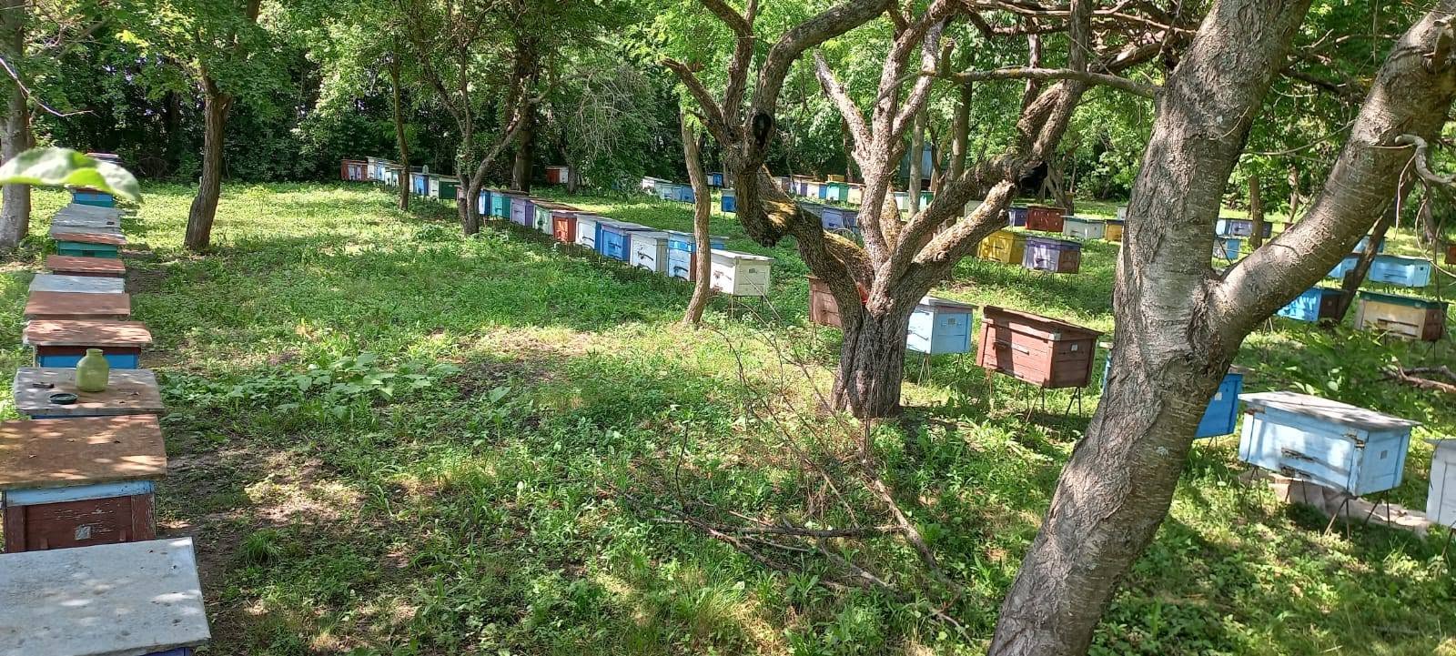 У Оратівській громаді фіксують масову загибель бджіл: пасічники та фермери шукають причини