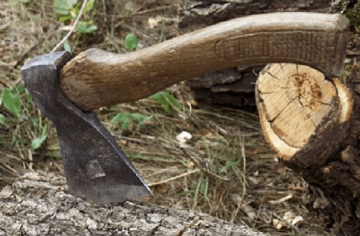 На Вінниччині виявили незаконну вирубку лісу