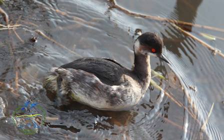 В Одесской области спасли птицу с удивительными глазами