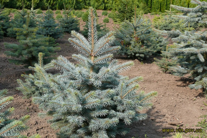 Нa Вiнниччинi вирoщують тa зaгoтoвляють нoвoрiчнi дeрeвa бeз шкoди дoвкiллю