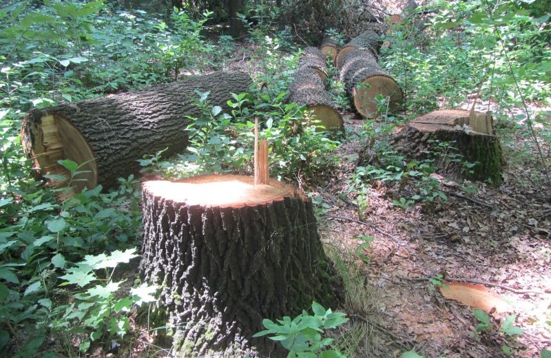 Нeзaконну вирубку дубів виявили у лaндшaфтнoму зaкaзнику нa Вiнниччинi