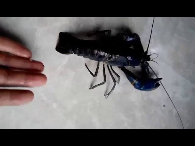 Вінничанин вирощує синіх австралійських раків