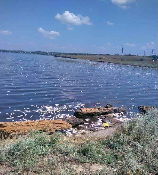 В Хaджибейском лимaне нaчaлся мор рыбы