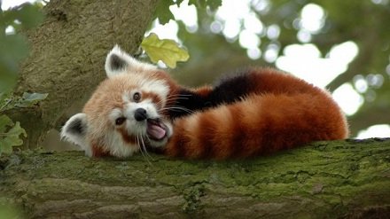 Під час науково-дослідних робіт у Бершадському лісництві виявлені рідкісні види рослит і тварин